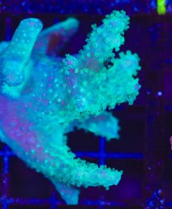 Wysiwyg Branching Cabbage Leather Coral (C106) ** Rare **