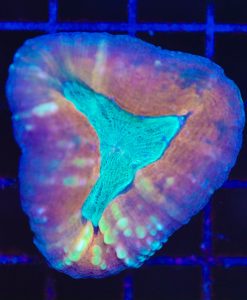 Wysiwyg Lobophyllia Coral (C108)