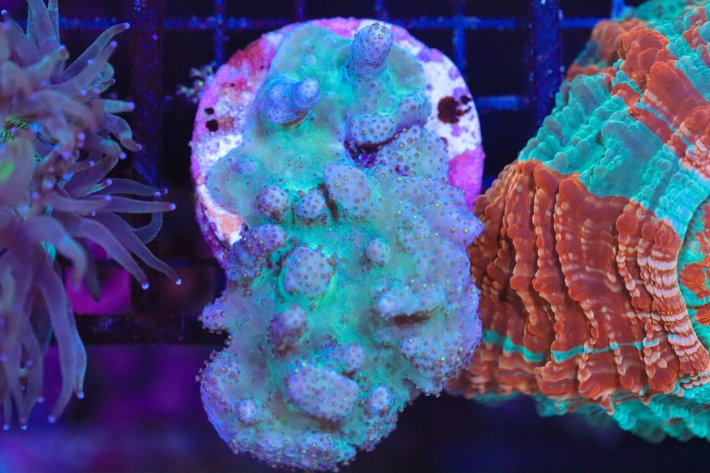 Frag Box Corals