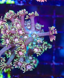 Wysiwyg Goniopora Frag (C131)