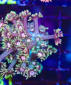 Wysiwyg Goniopora Frag (C131)