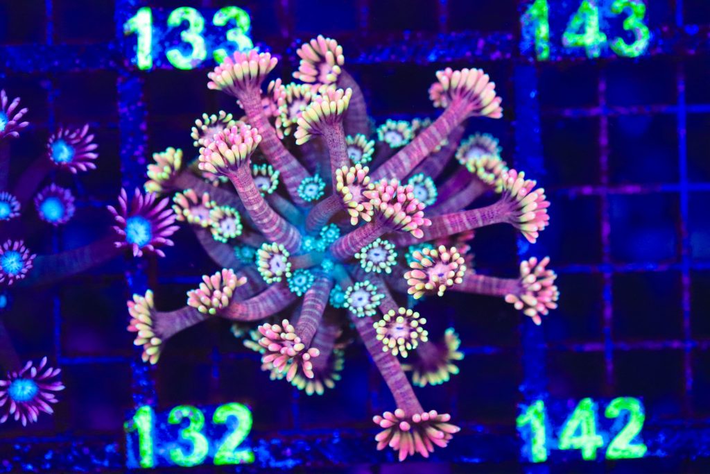 Frag Box Corals