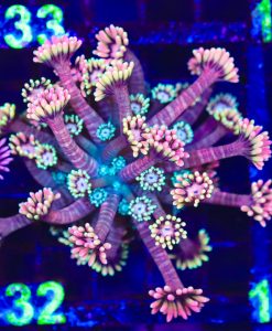 Wysiwyg Fuzzy Peach Goniopora (C132)