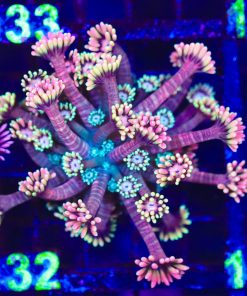 Wysiwyg Fuzzy Peach Goniopora (C132)