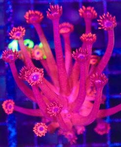 Wysiwyg Red Goniopora (C133)