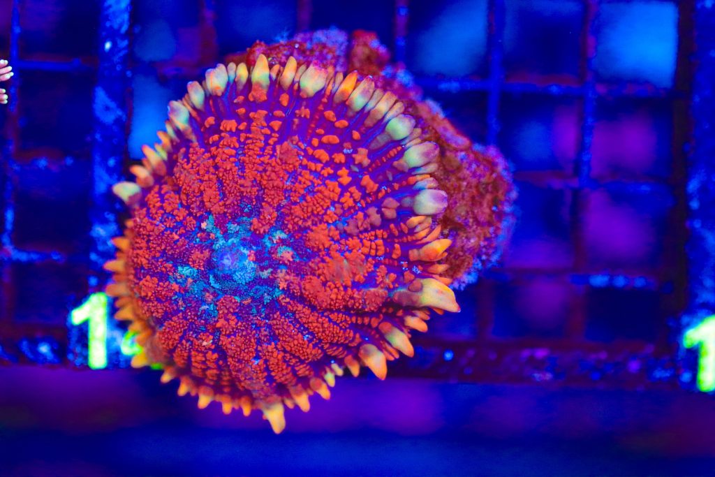 Frag Box Corals