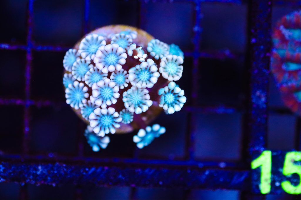 Frag Box Corals