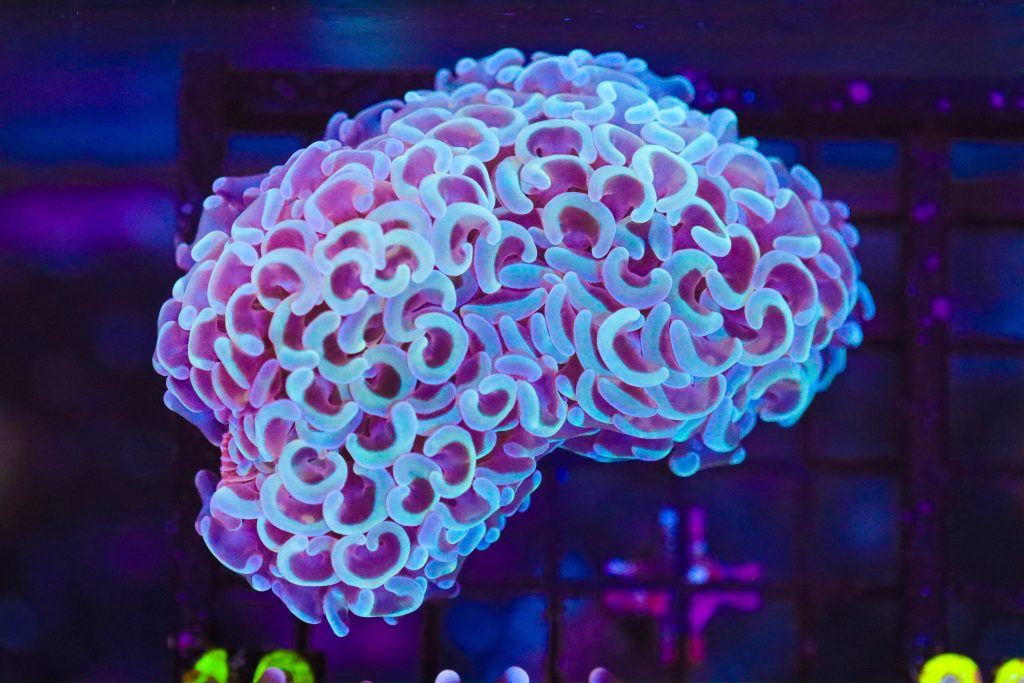 Frag Box Corals