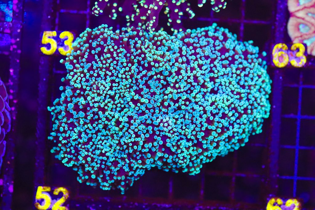 Frag Box Corals