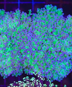 Wyswiyg Octospawn Coral (C54)