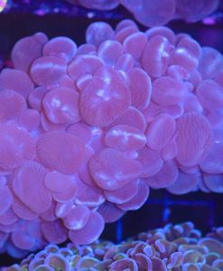 Wysiwyg Bubble Coral (C35)