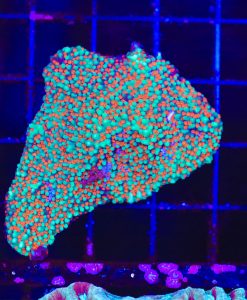 WYSIWYG Reverse Sunset Montipora Coral (C67)