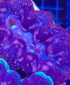Wysiwyg Massive Show Size Clam  (C156)