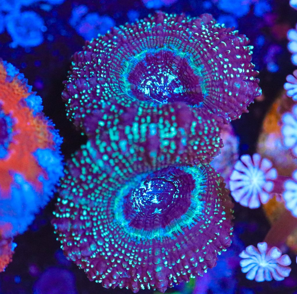 Frag Box Corals