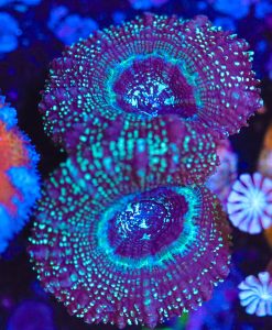 Wysiwyg Time Traveller Acan Frag [F5]