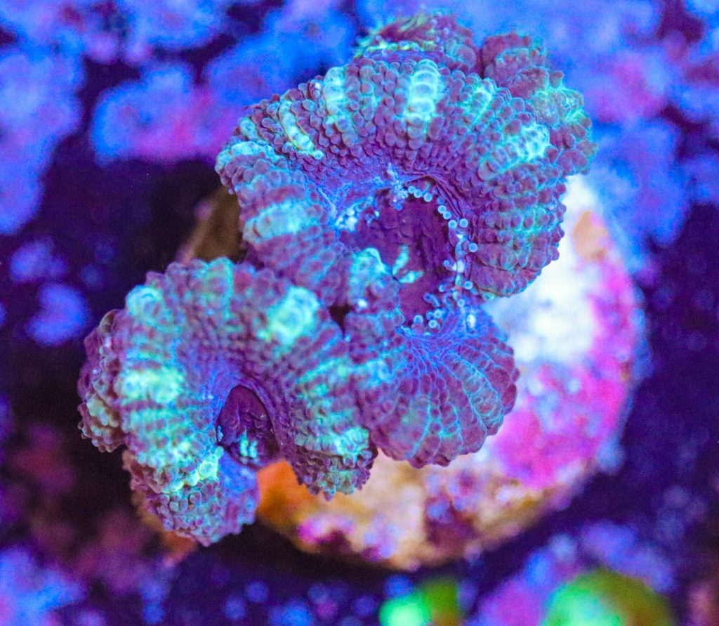 Frag Box Corals