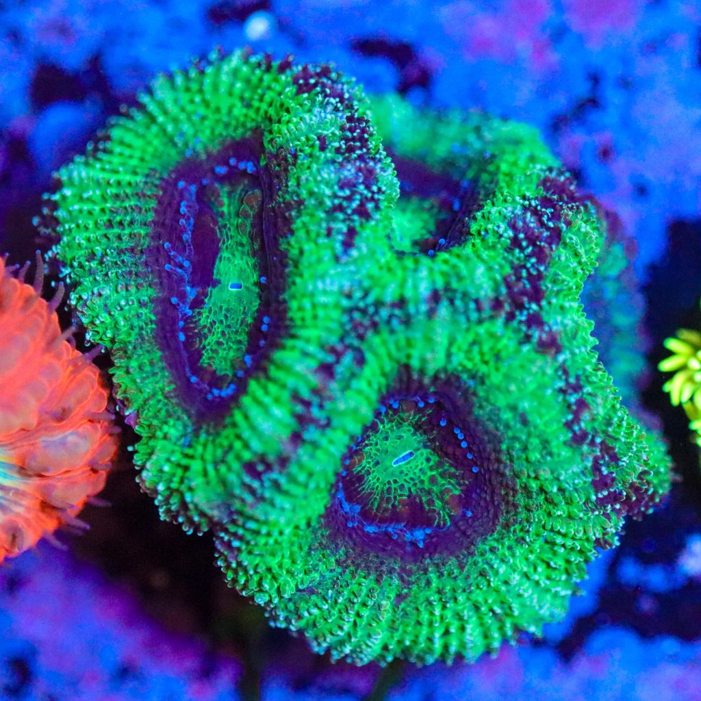Frag Box Corals