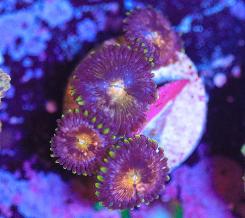 Frag Box Corals