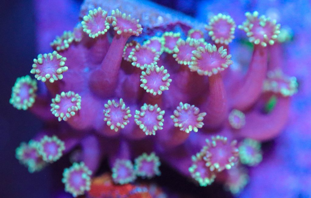Frag Box Corals