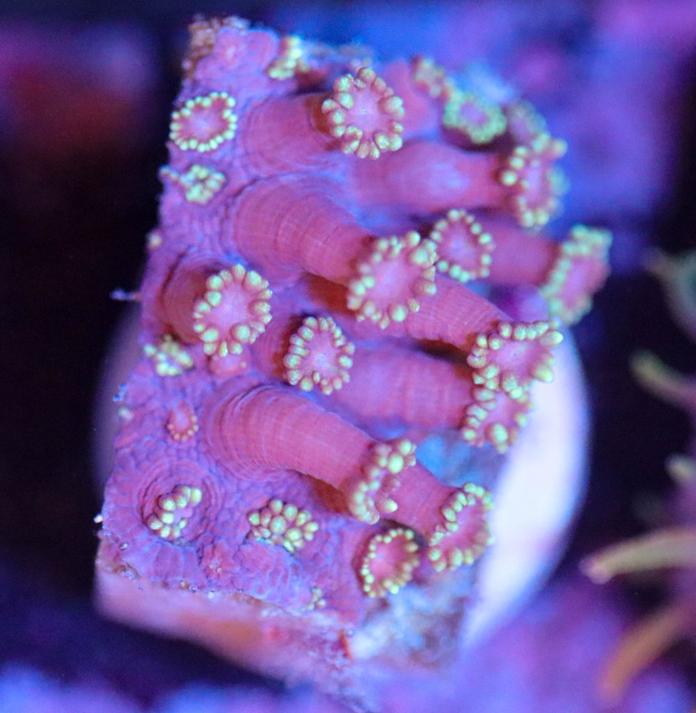 Frag Box Corals