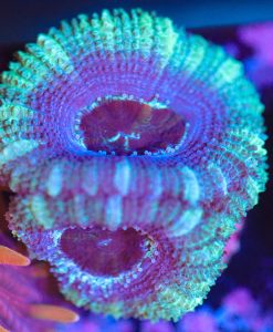 Wysiwyg Acan Frag [F47]