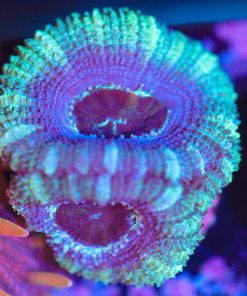 Wysiwyg Acan Frag [F47]