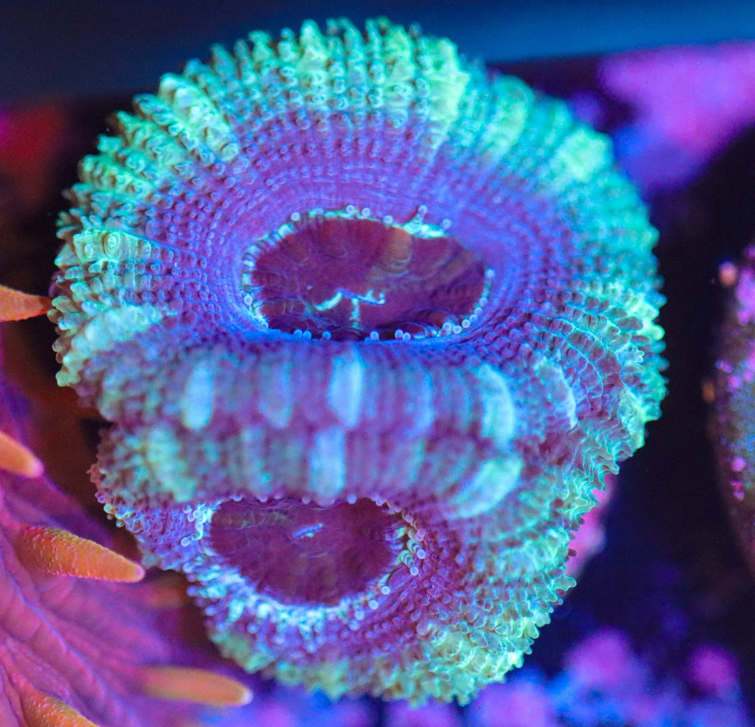 Frag Box Corals