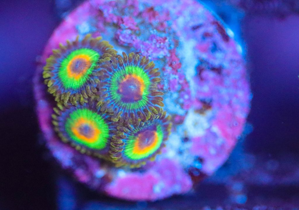 Frag Box Corals