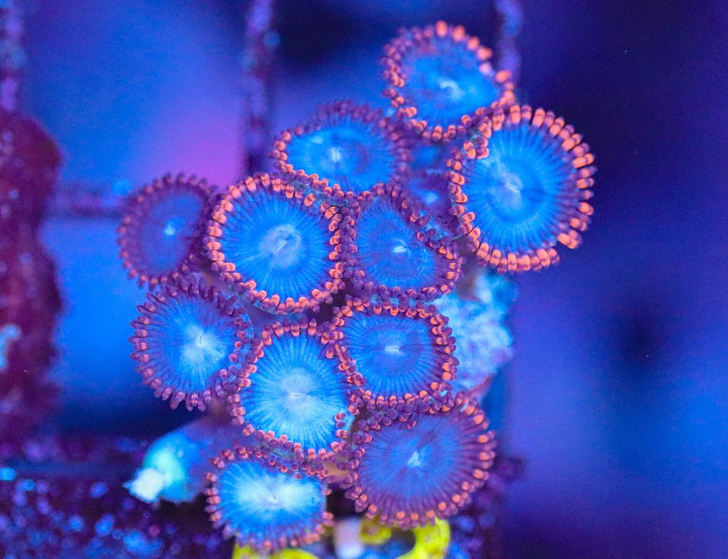 Frag Box Corals