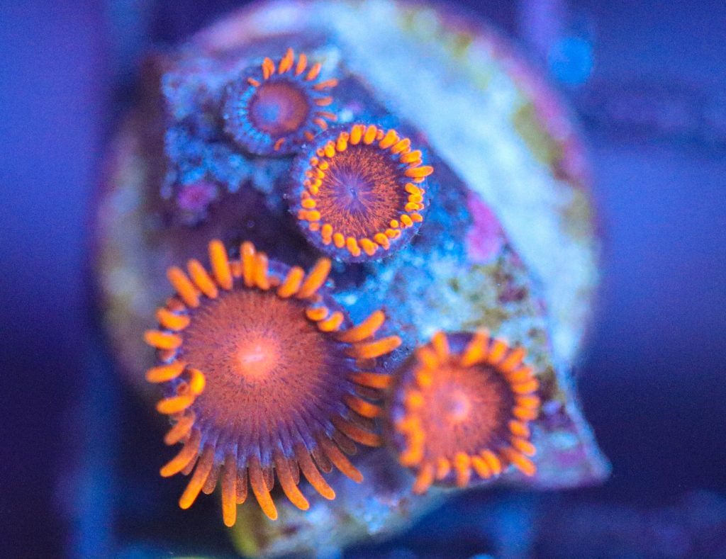 Frag Box Corals