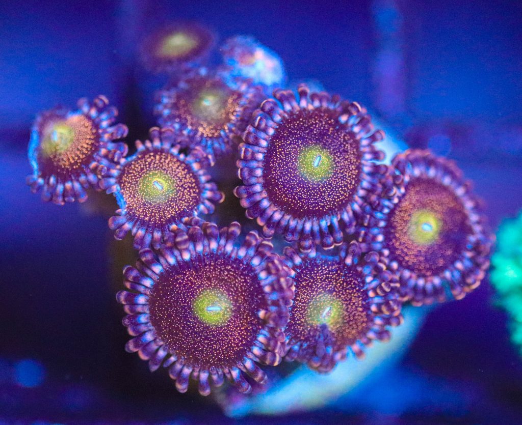 Frag Box Corals