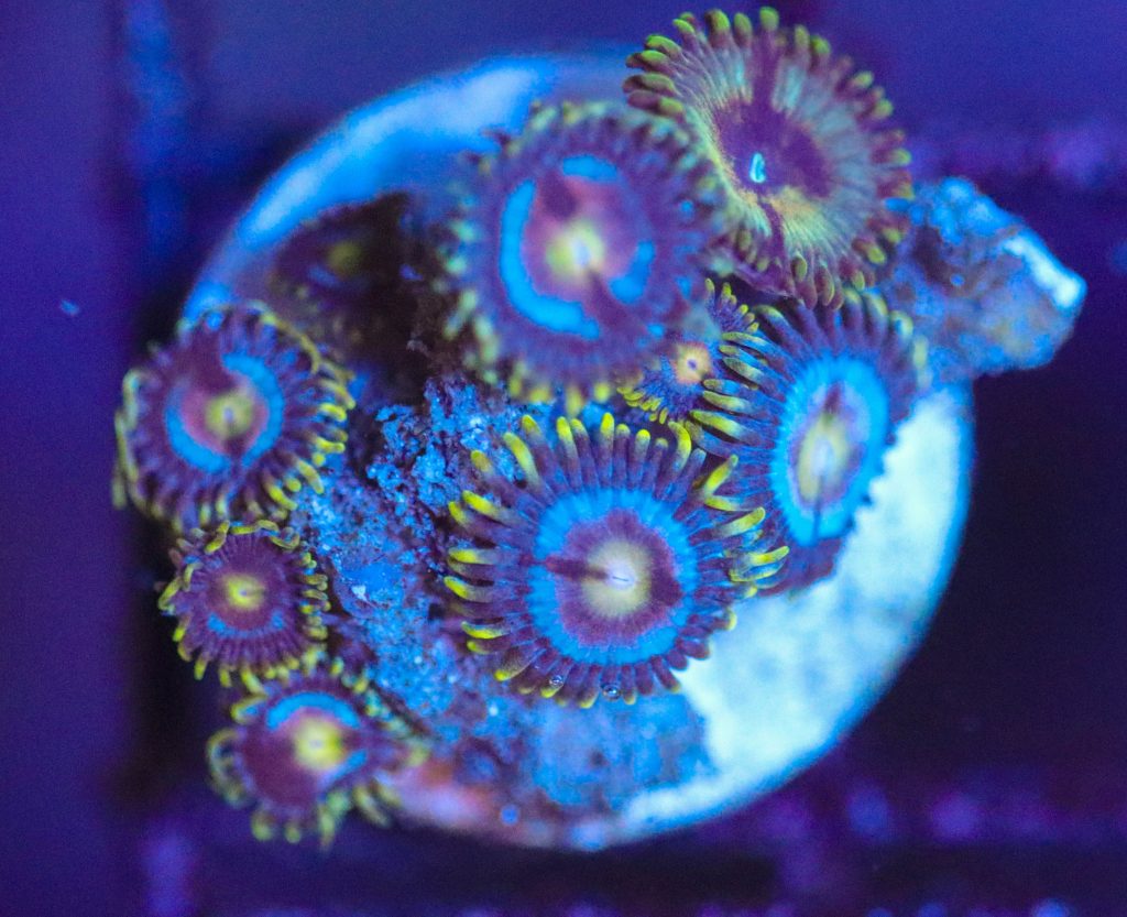 Frag Box Corals