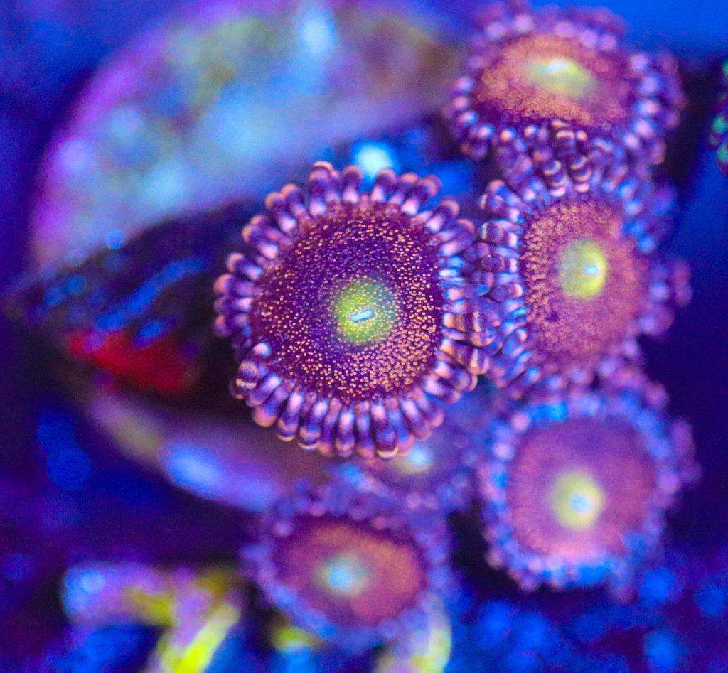 Frag Box Corals