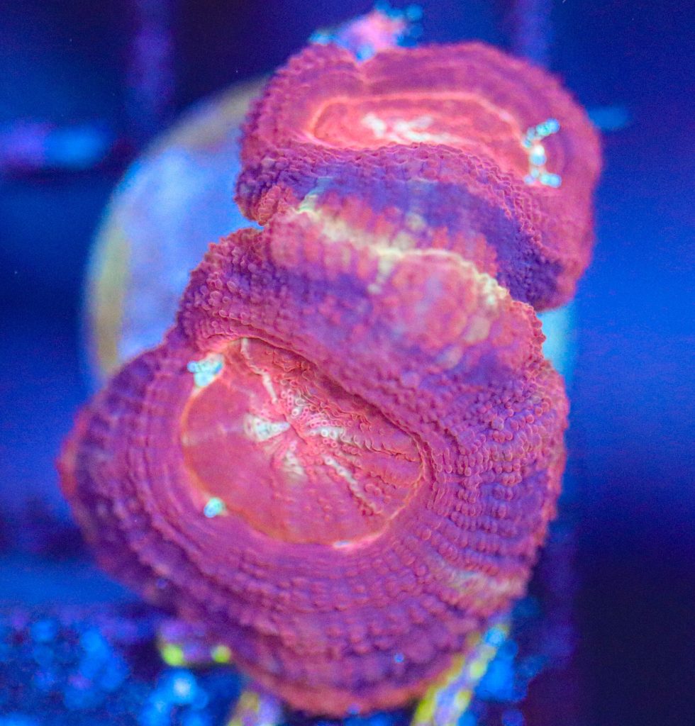 Frag Box Corals