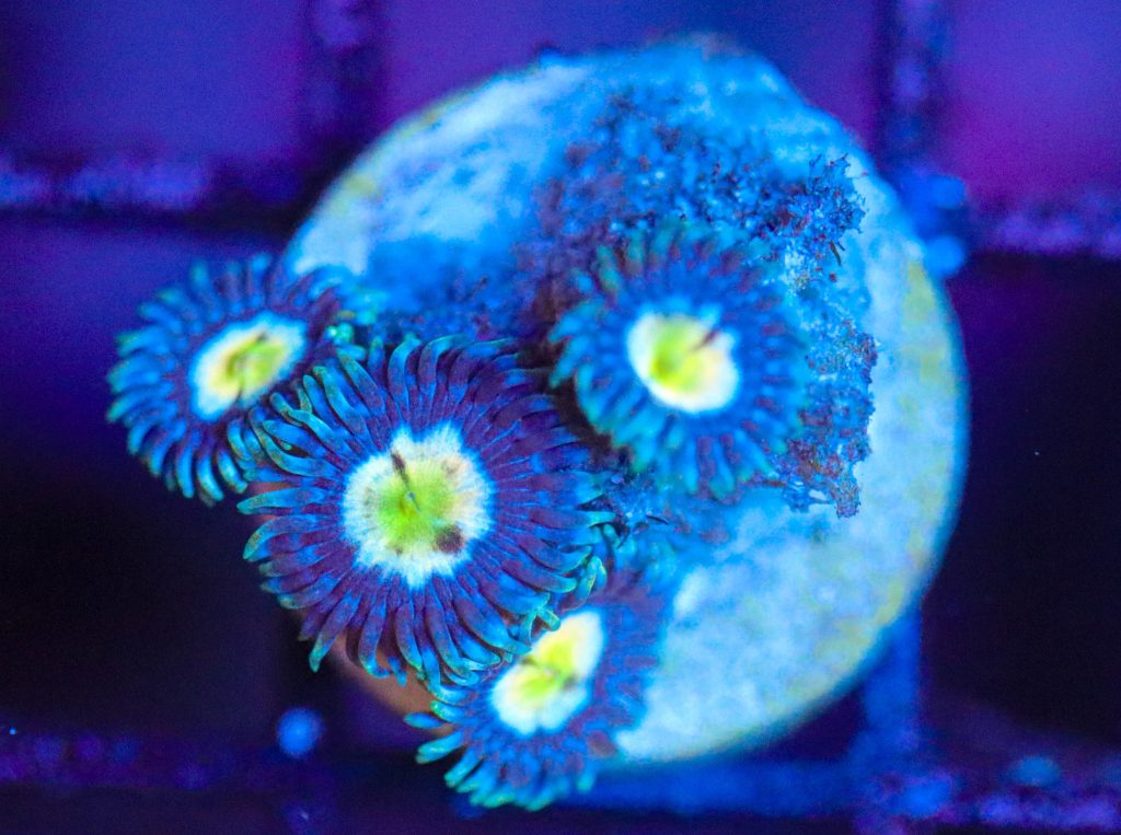 Frag Box Corals