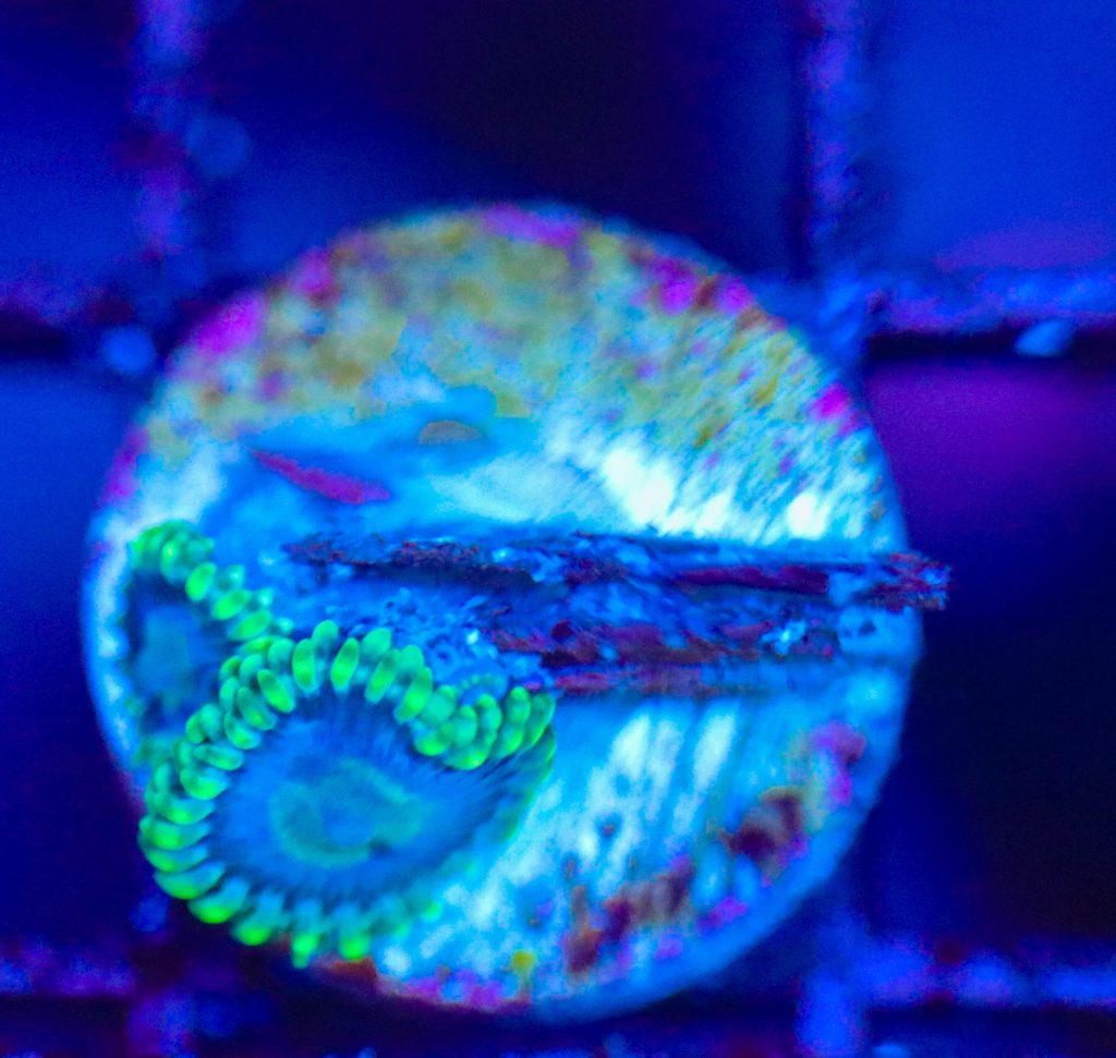 Frag Box Corals