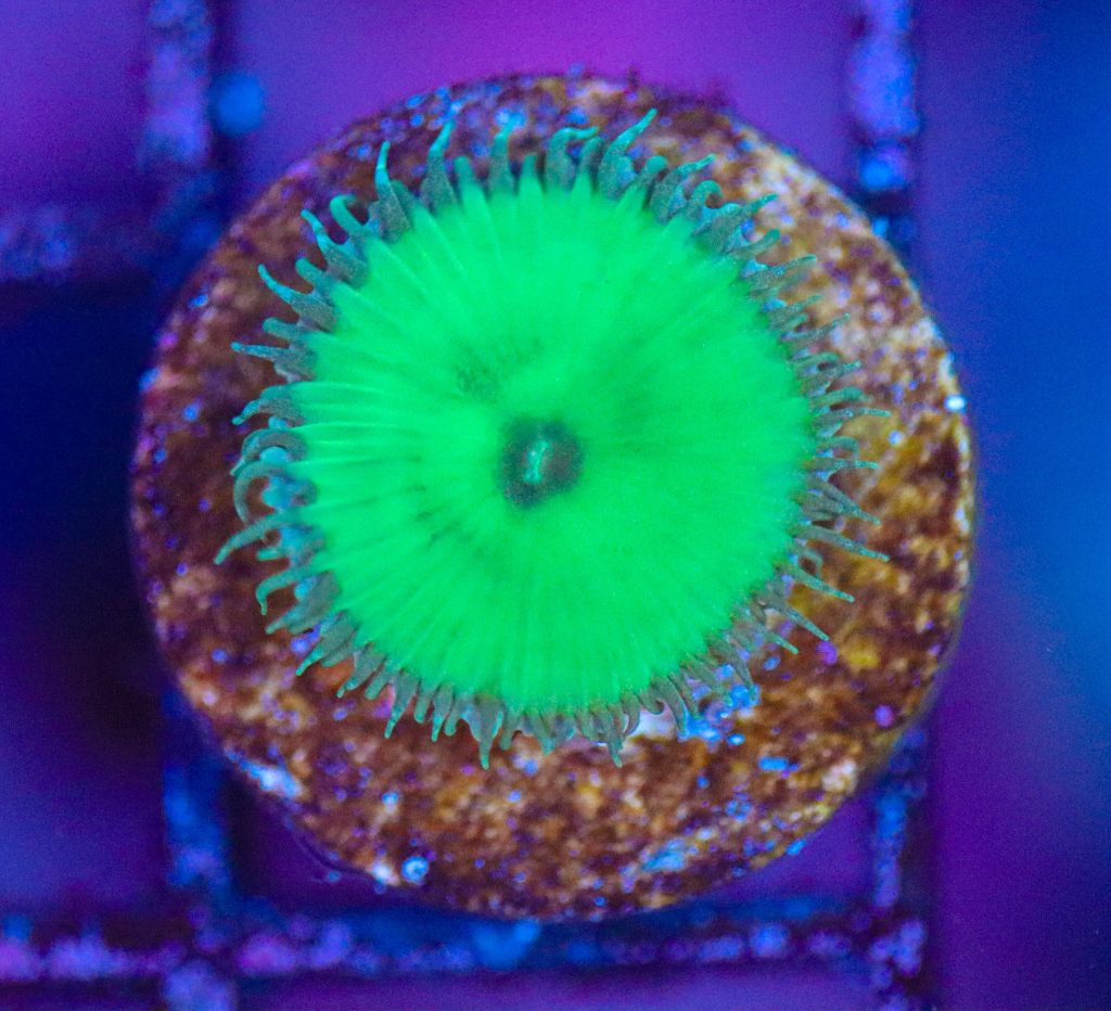 Frag Box Corals
