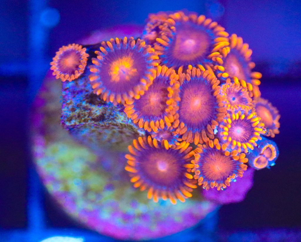 Frag Box Corals
