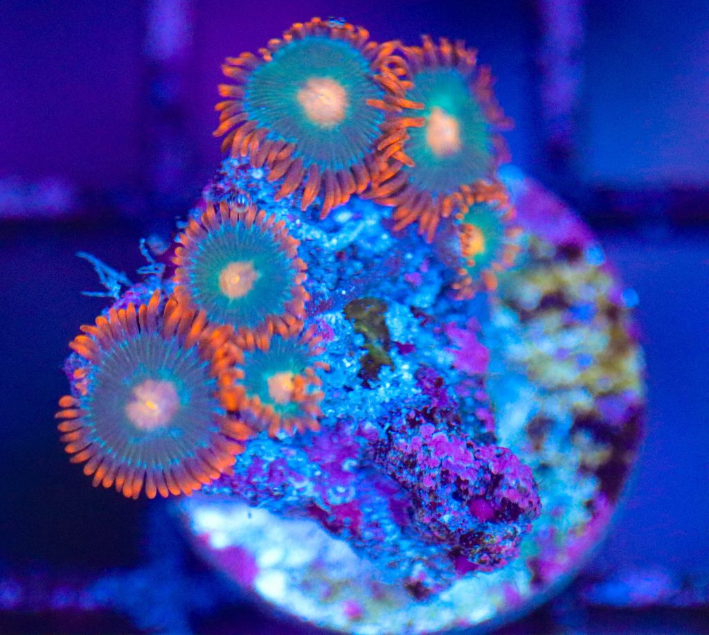 Frag Box Corals