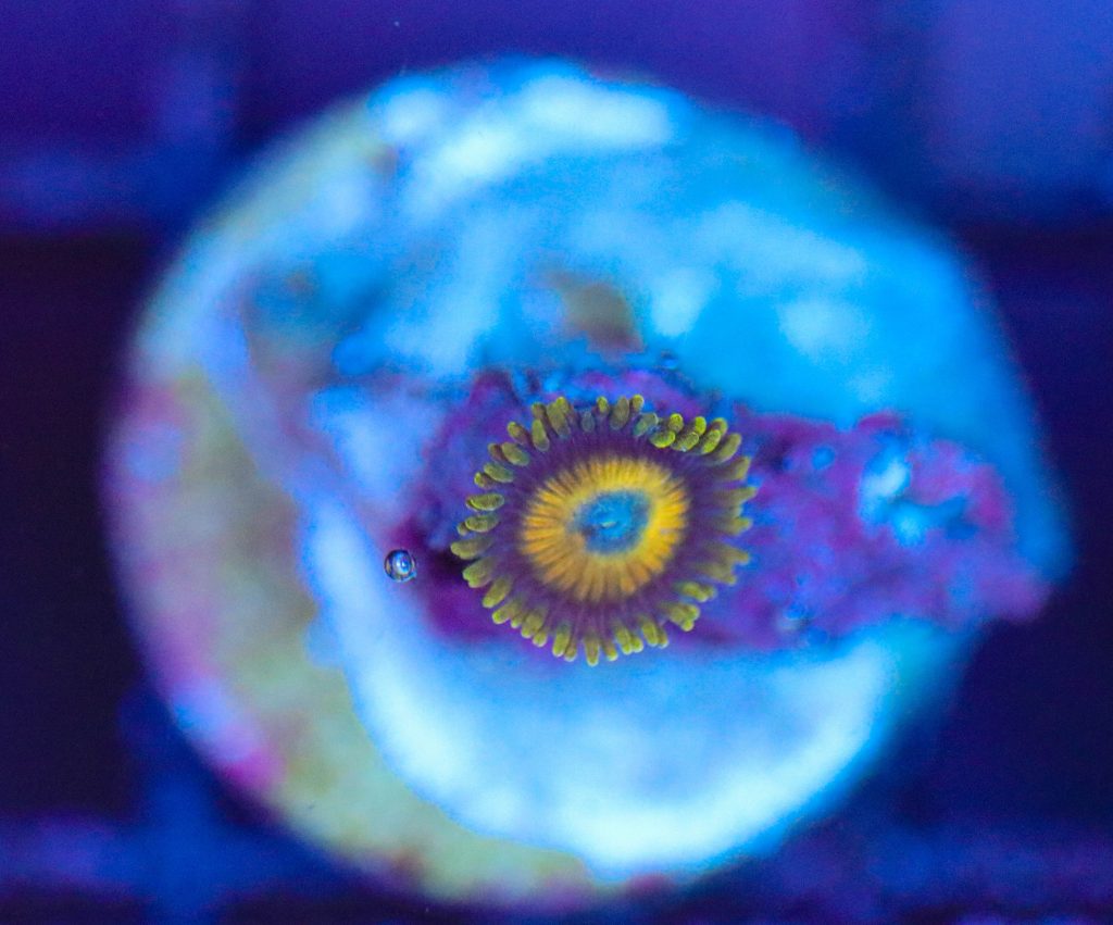 Frag Box Corals