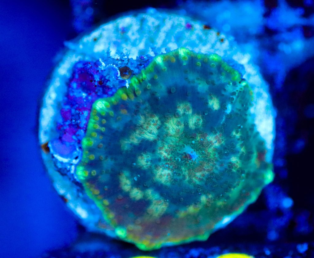 Frag Box Corals