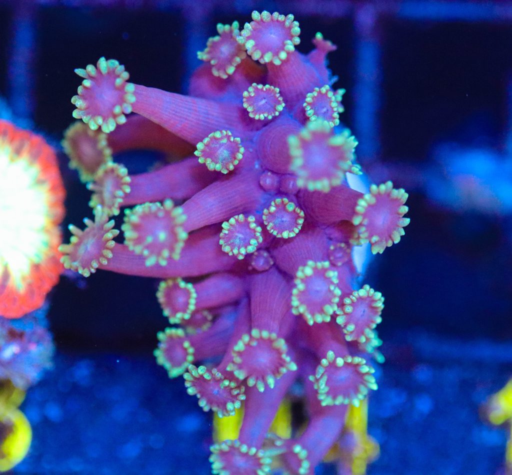Frag Box Corals