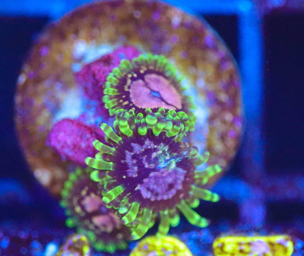 Frag Box Corals