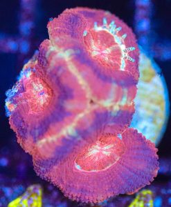 Wysiwyg Acan Frag  [F114]