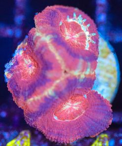 Wysiwyg Acan Frag  [F114]