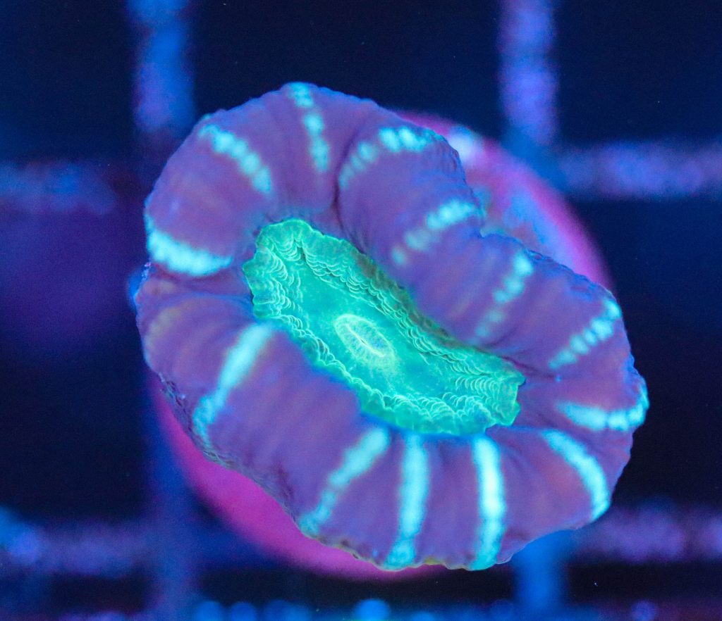 Frag Box Corals