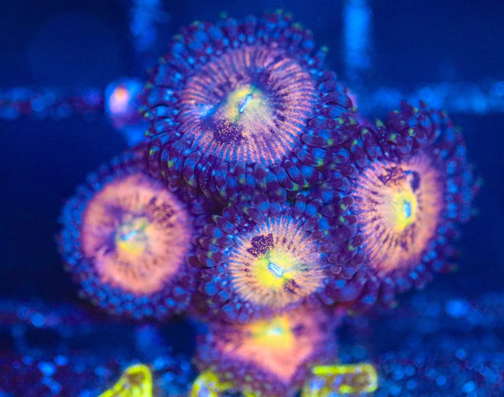 Frag Box Corals
