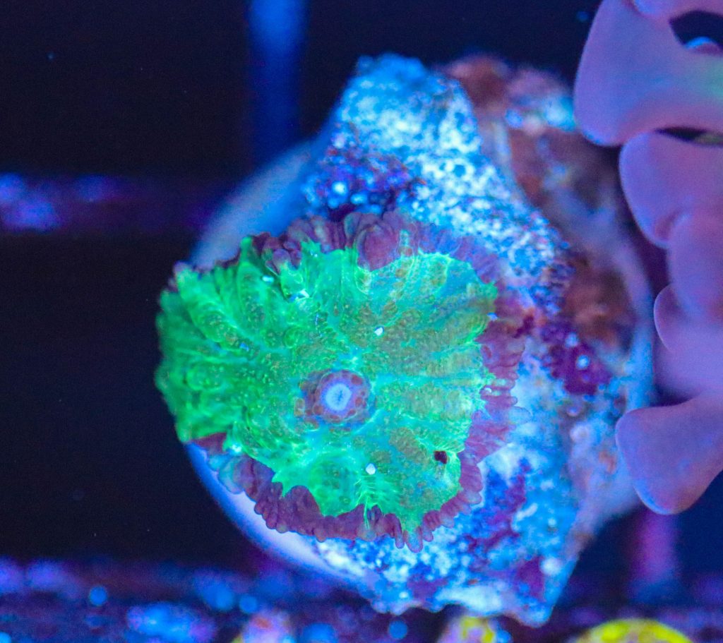 Frag Box Corals