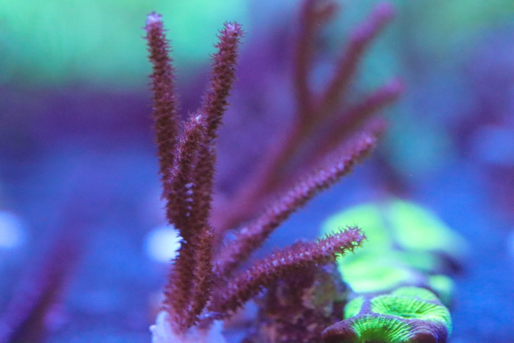 Frag Box Corals