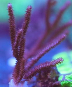 Australian Whip Photosynethic Gorgonian Frag (Row #37)